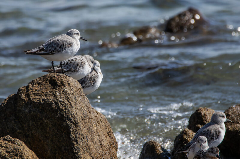 Bécasseaux sanderlings